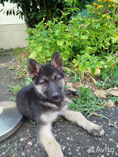 Немецкая овчарка