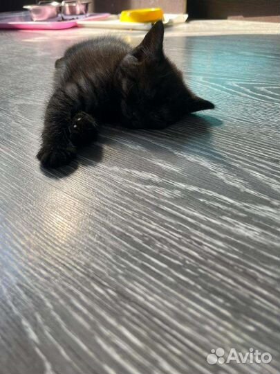 Британские котята