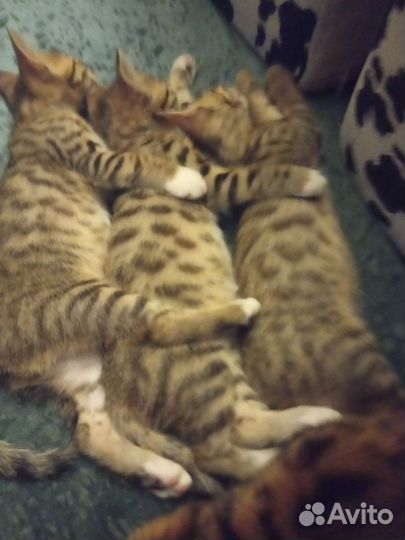 Котик и кошечка