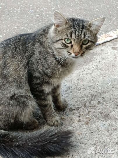 Кошка в дар бесплатно