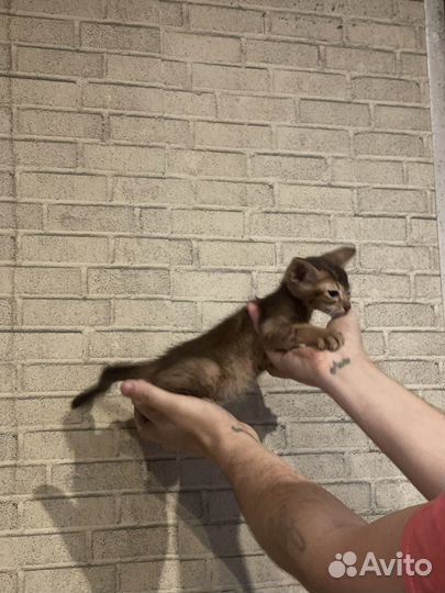 Абиссинские котята