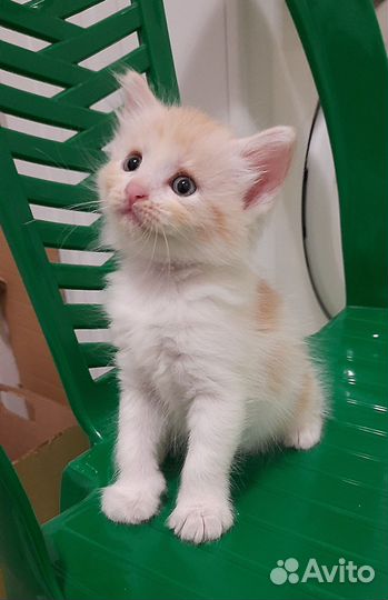 Котёнок-девочка