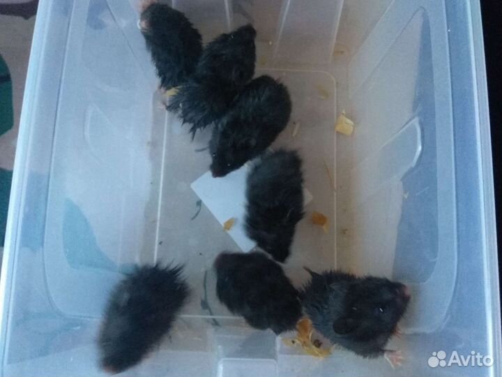 Чёрные Сирийские хомяки