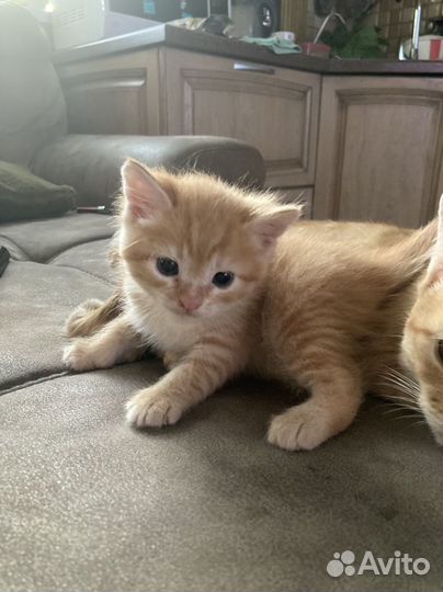 Шотландская прямоухая кошка