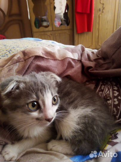 Кошки отдаю
