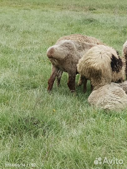 Продаются овцы на племя