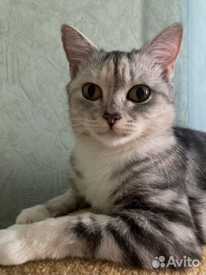 Милая кошечка в дар