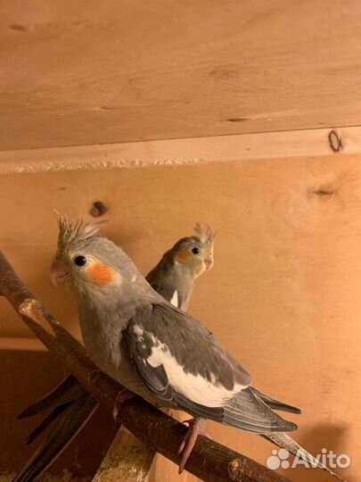 Птенцы кореллы