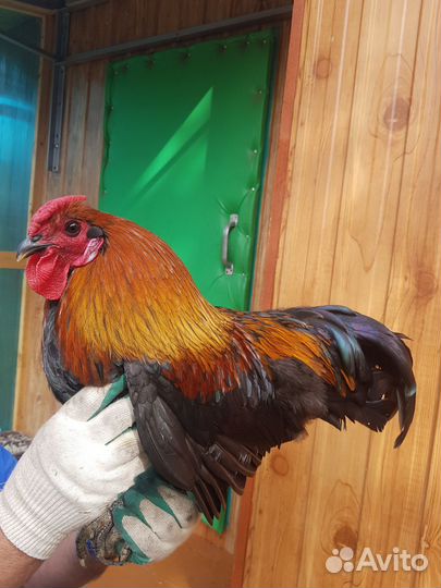 Куры петухи