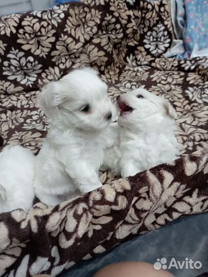 Щенки мальтийской болонки