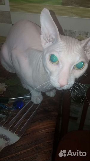 Кошки донской сфинкс