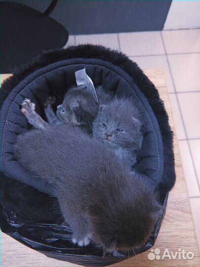 Котята пдкидыши