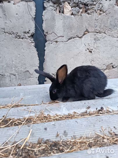 Кролики великаны