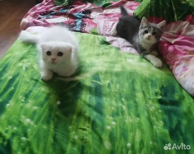 Кошечки