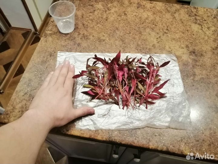 Альтернантера