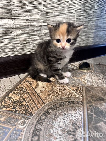 Котята