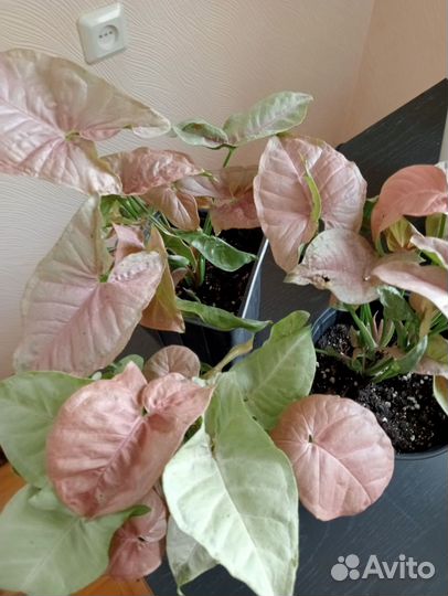 Сингониум pink neon