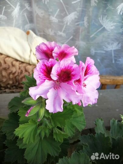 Королевская пеларгония Elegance Jeanette