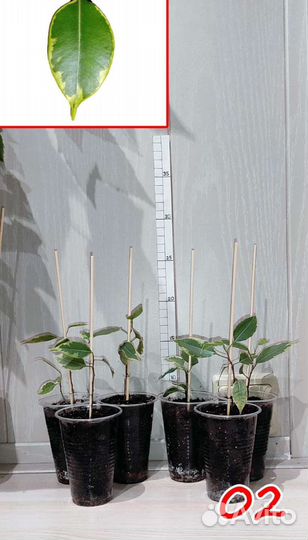 Комнатные растения