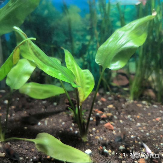 Аквариумные рыбки(петушки)