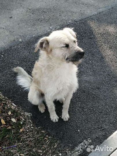 Собака небольшая в добрые руки