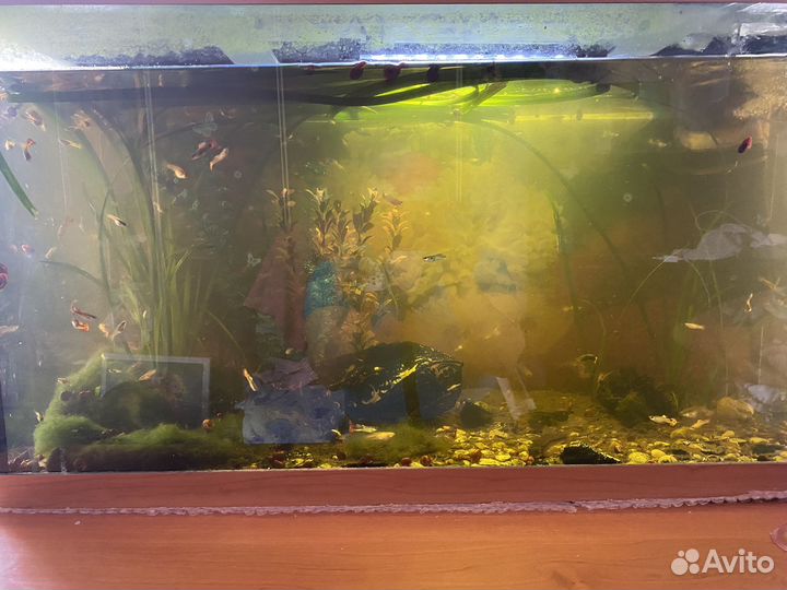 Аквариумные рыбки гуппи