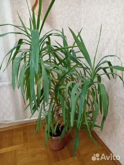 Пальма драцена