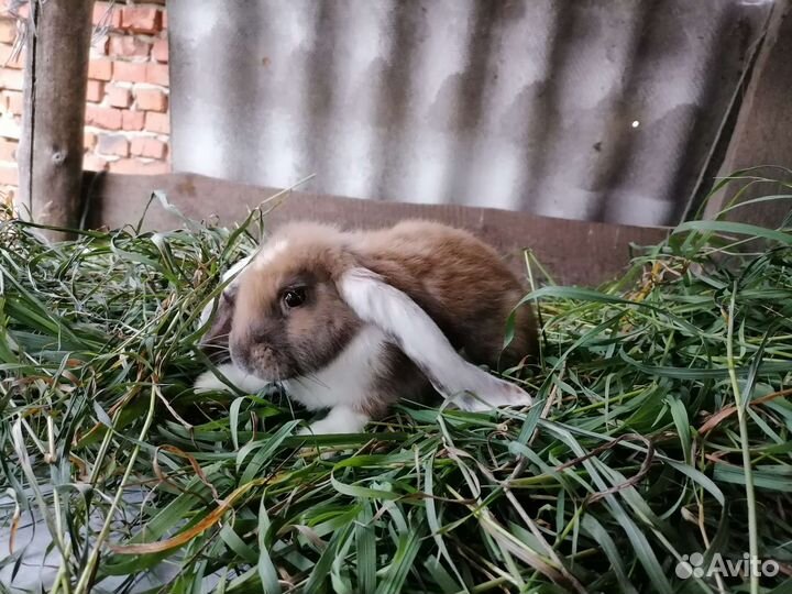Кролик французский баран