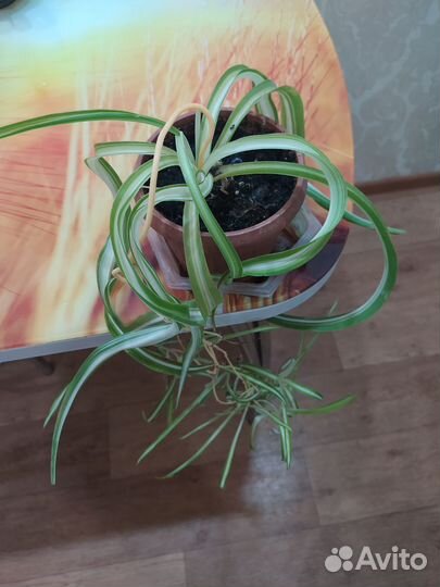 Папоротник комнатный. И хлорофитум кудрявый