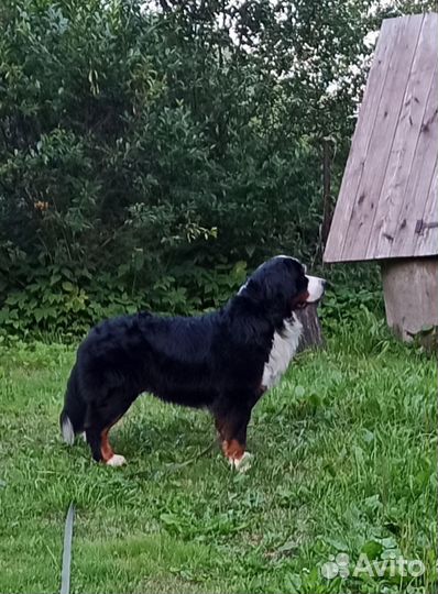 Вязка собак Бернский зенненхунд