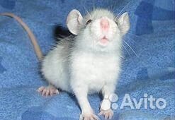 Декоративные крысы/мышки в наличии