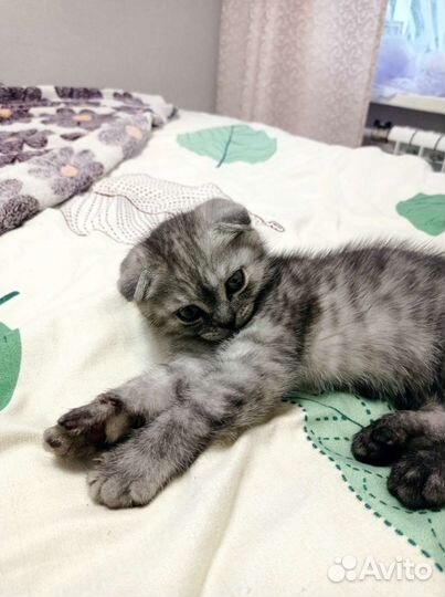 Шотландская вислоухая кошка