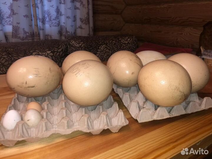 Яйцо страуса