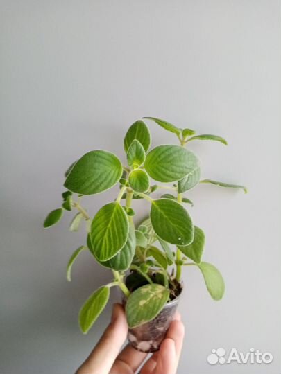 Комнатные растения