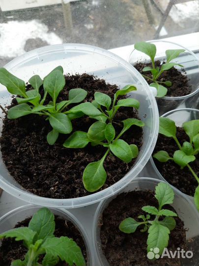 Рассада петунии изи