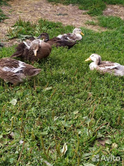 Утки башкирские