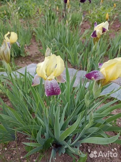 Ирисы, пионы