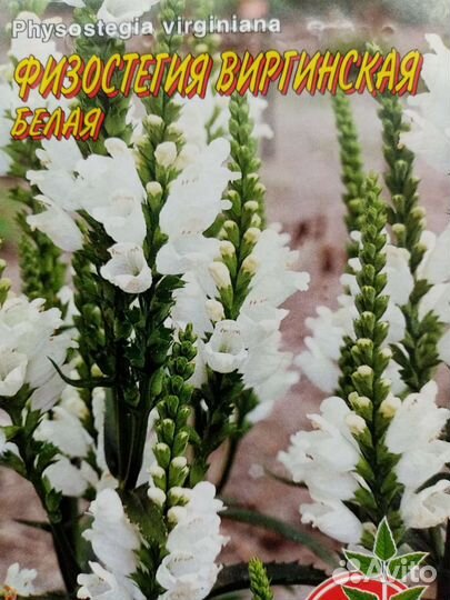 Мускари. Физостегия. Черноголовка. Мальва