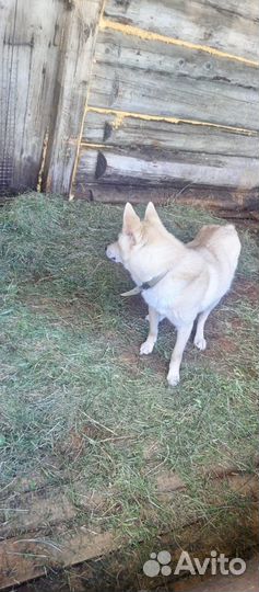 Щенки лайки зсл