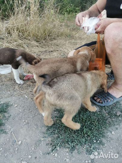 Щенок,собака бесплатно