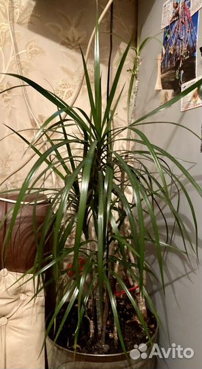 Драцена-домашние цветы