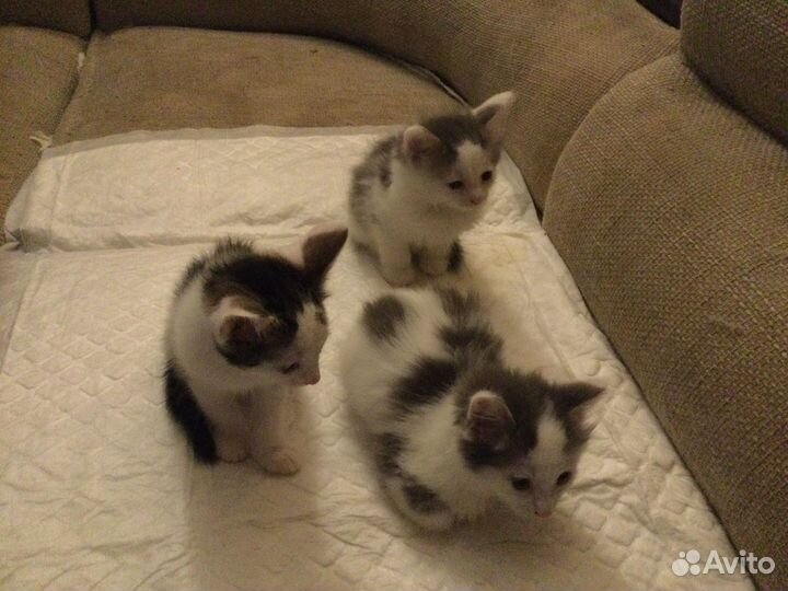 Котята