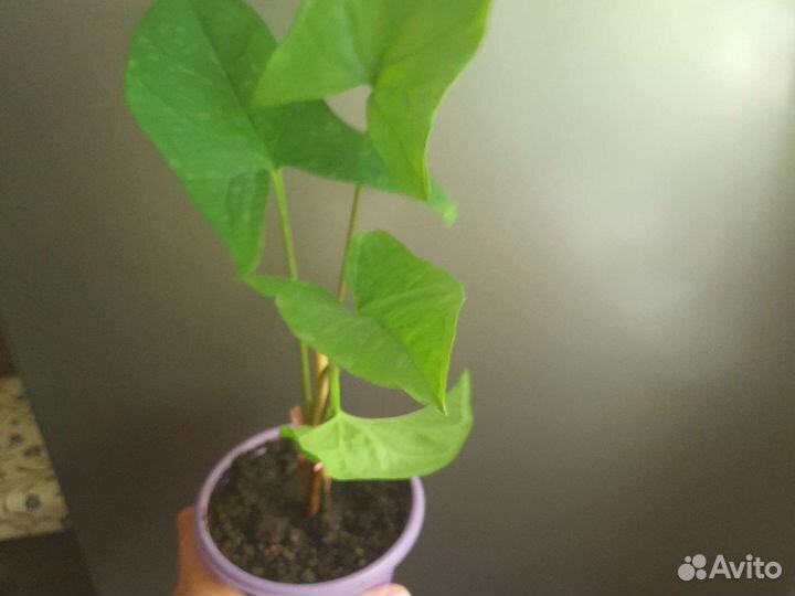 Комнатные цветы