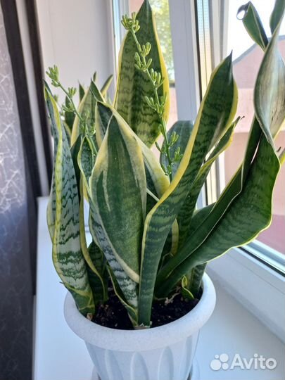 Сансевиерия