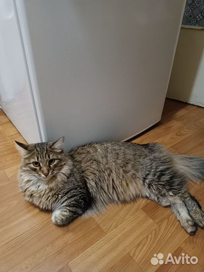 Кот в добрые руки