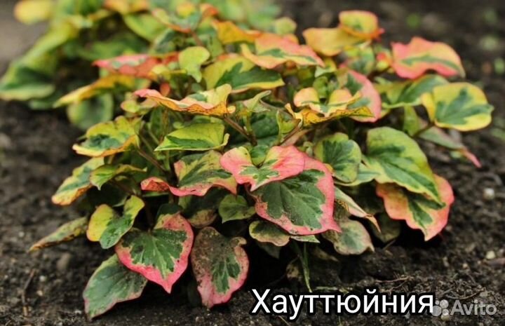 Многолетние цветы