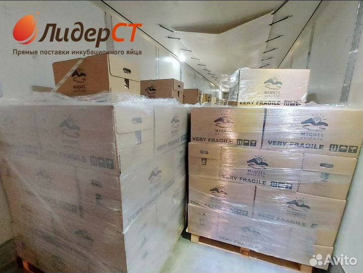 Инкубационное яйцо бройлера