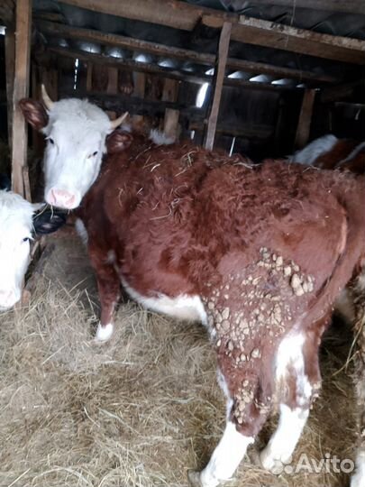 Телочки. Можно на мясо