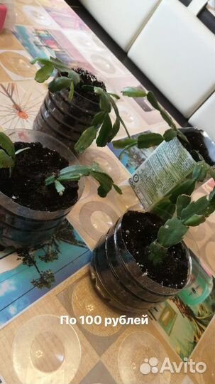 Комнатные растения цветы