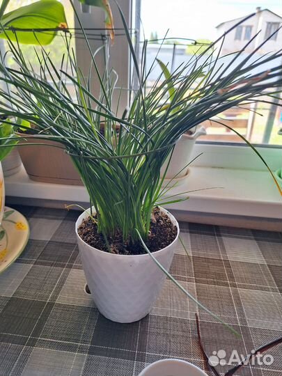 Комнатные растения цветы